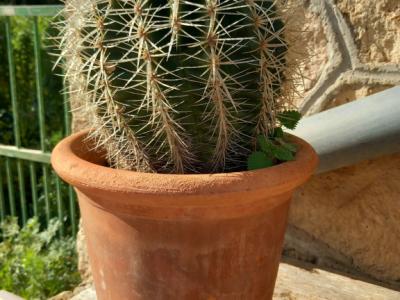 Various plants/herbs in terracotta pots and air carnations for sale