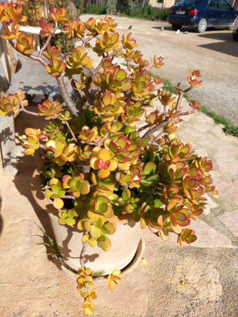 Various plants/herbs in terracotta pots and air carnations for sale