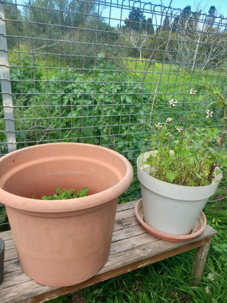 Various plants/herbs in terracotta pots and air carnations for sale