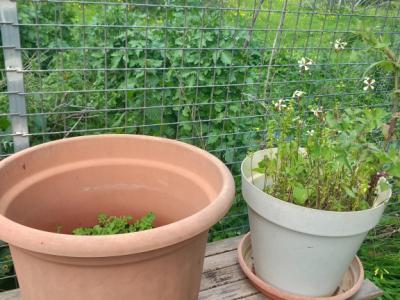 Various plants/herbs in terracotta pots and air carnations for sale