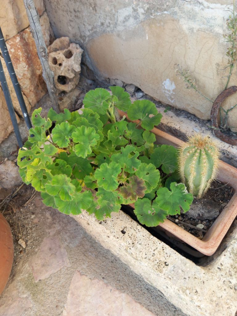 Various plants/herbs in terracotta pots and air carnations for sale
