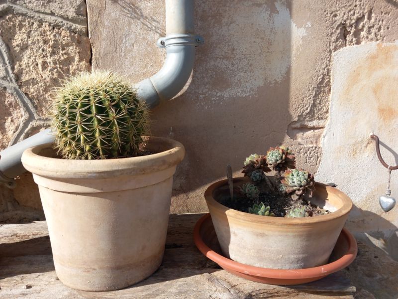 Various plants/herbs in terracotta pots and air carnations for sale