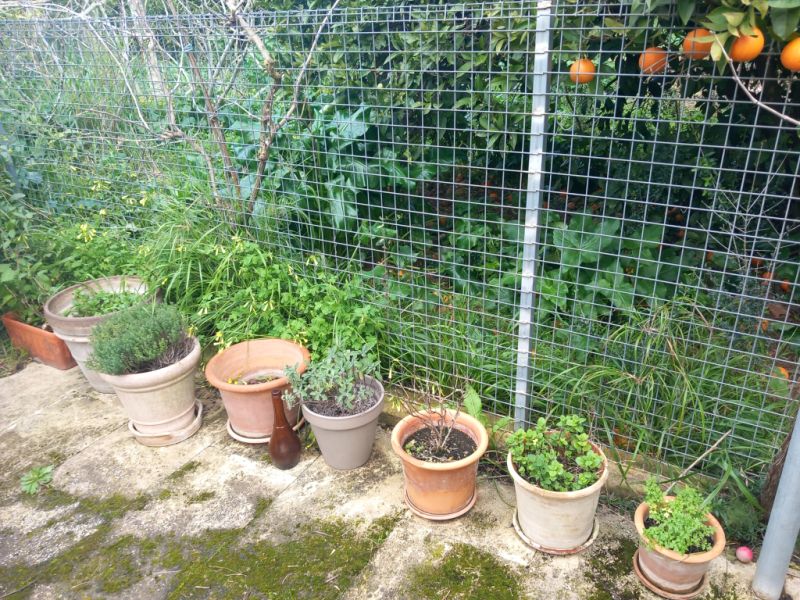 Various plants/herbs in terracotta pots and air carnations for sale