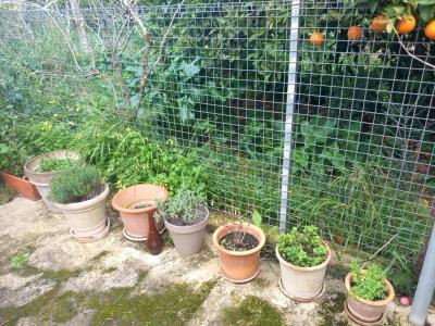 Various plants/herbs in terracotta pots and air carnations for sale