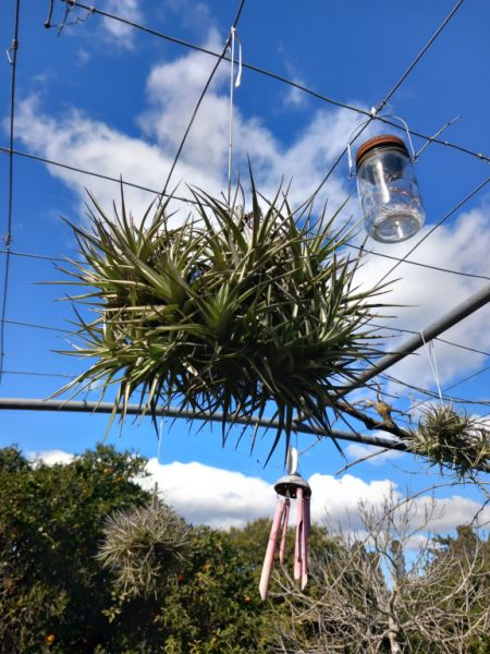 Various plants/herbs in terracotta pots and air carnations for sale