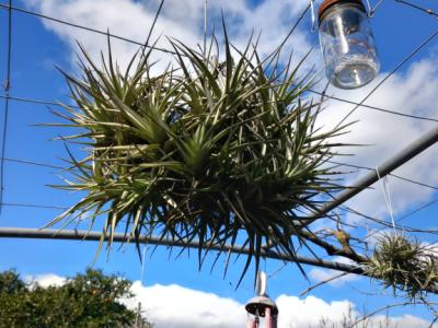Various plants/herbs in terracotta pots and air carnations for sale