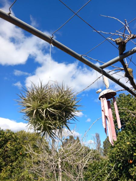 Various plants/herbs in terracotta pots and air carnations for sale