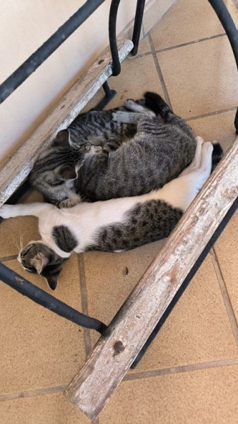 Verschiedene Terracotta Blumenkübel zu verkaufen