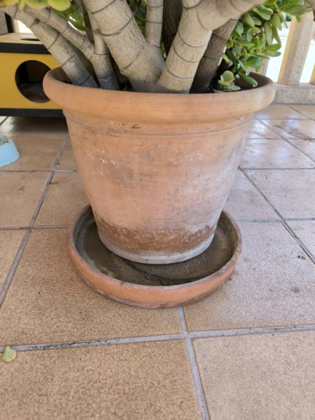 Verschiedene Terracotta Blumenkübel zu verkaufen