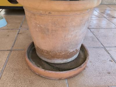 Verschiedene Terracotta Blumenkübel zu verkaufen