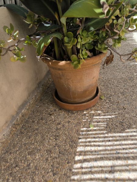 Verschiedene Terracotta Blumenkübel zu verkaufen