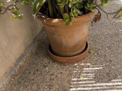 Verschiedene Terracotta Blumenkübel zu verkaufen