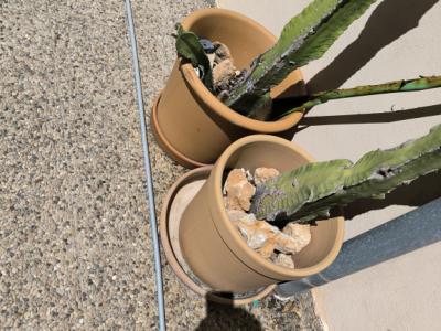 Verschiedene Terracotta Blumenkübel zu verkaufen