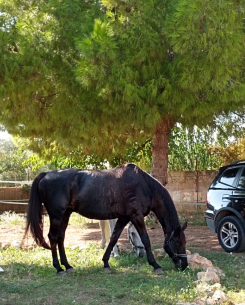 Room in a shared flat on a horse finca