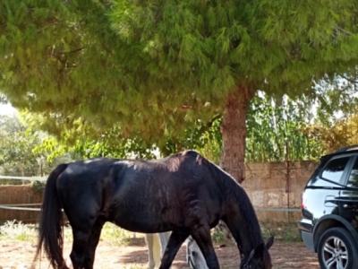 Room in a shared flat on a horse finca
