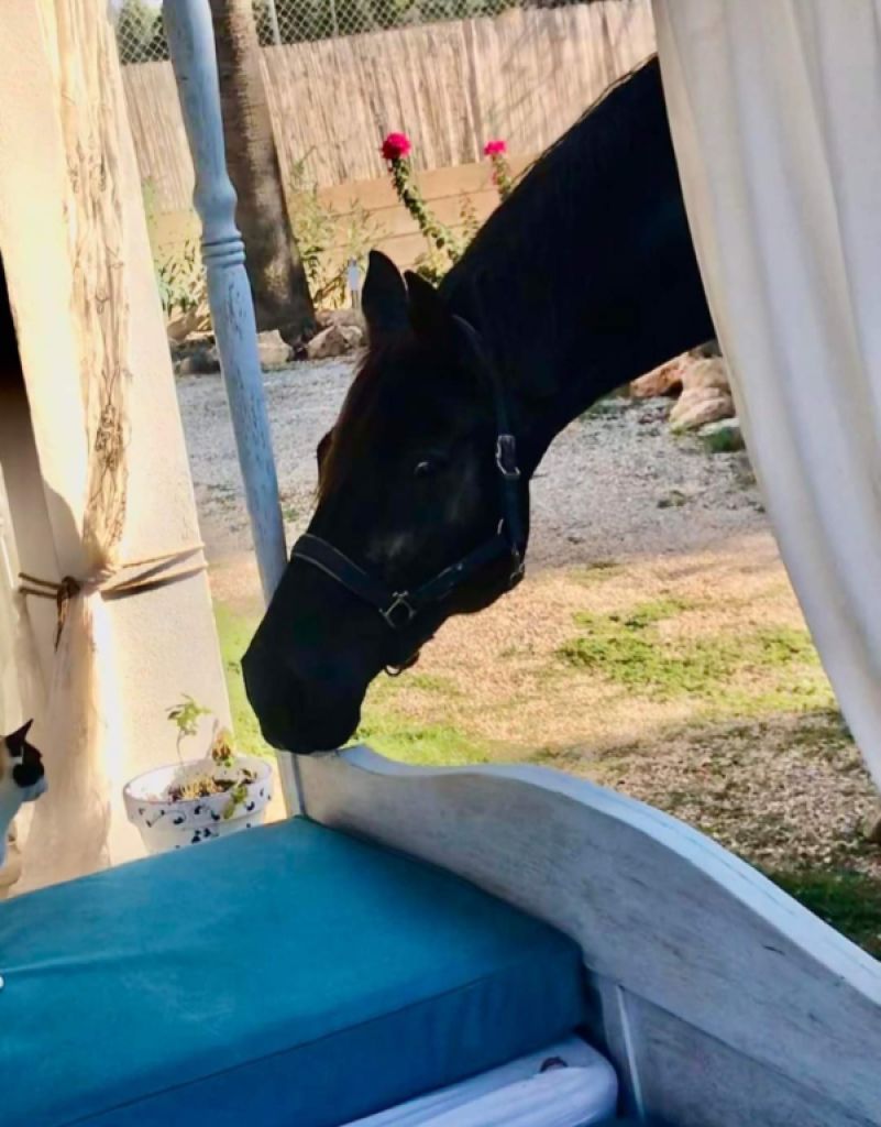 Room in a shared flat on a horse finca