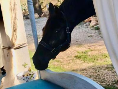 Room in a shared flat on a horse finca