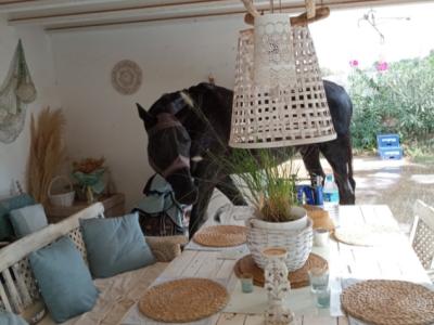 Room in a shared flat on a horse finca