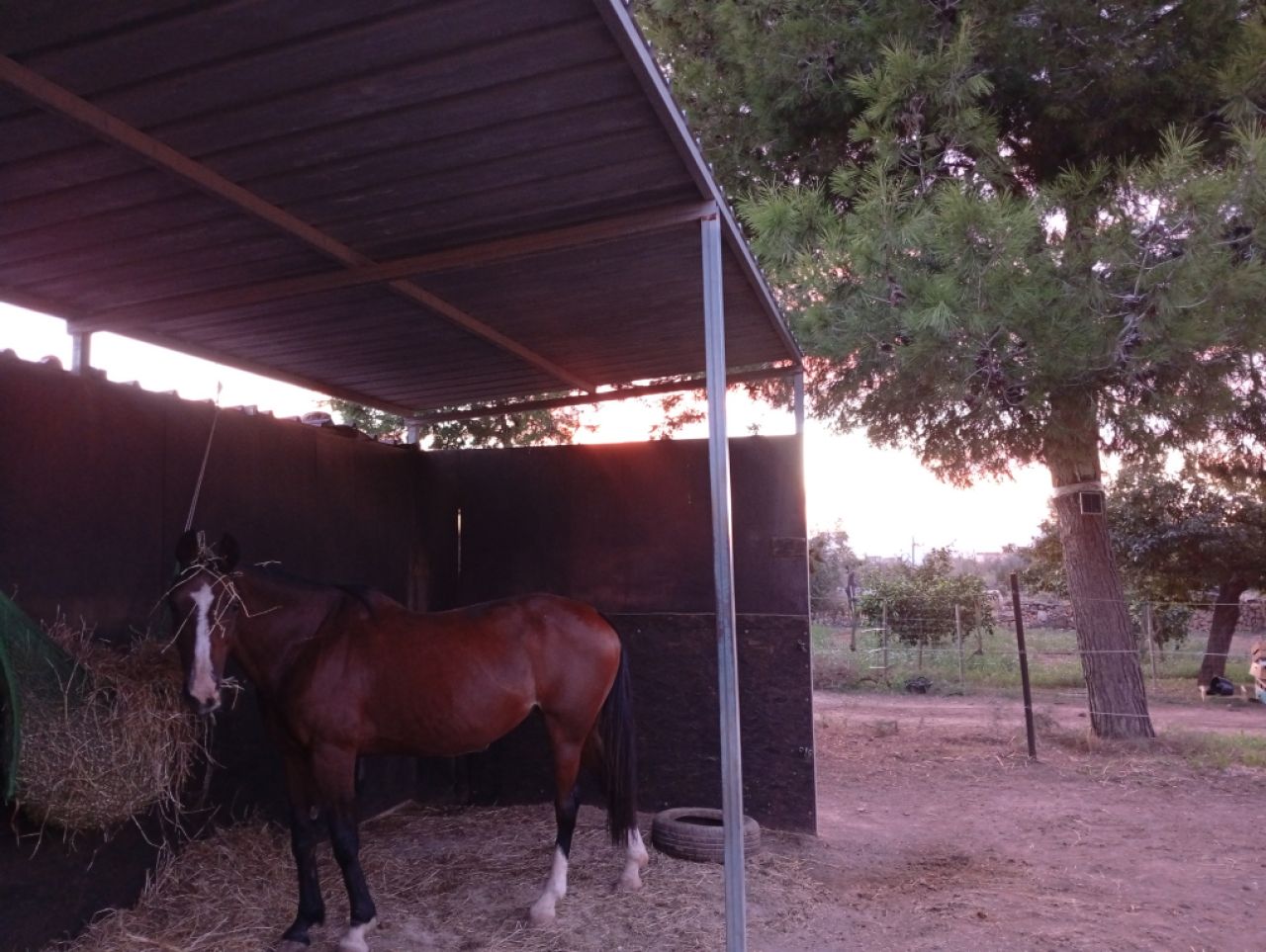 Room in a shared flat on a horse finca