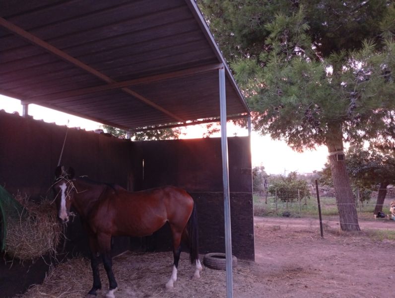 Room in a shared flat on a horse finca