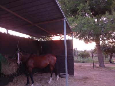 Room in a shared flat on a horse finca