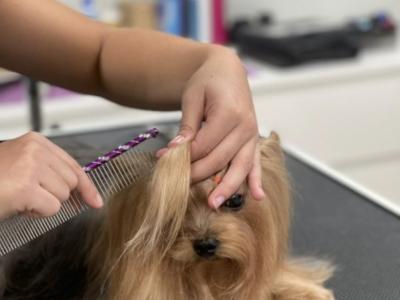 Zertifizierte Hundefriseurin und Katzengroomerin für Hausbesuche.