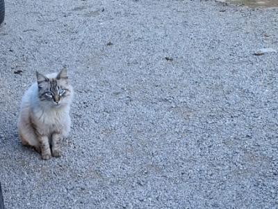 zugelaufener Schmusekater