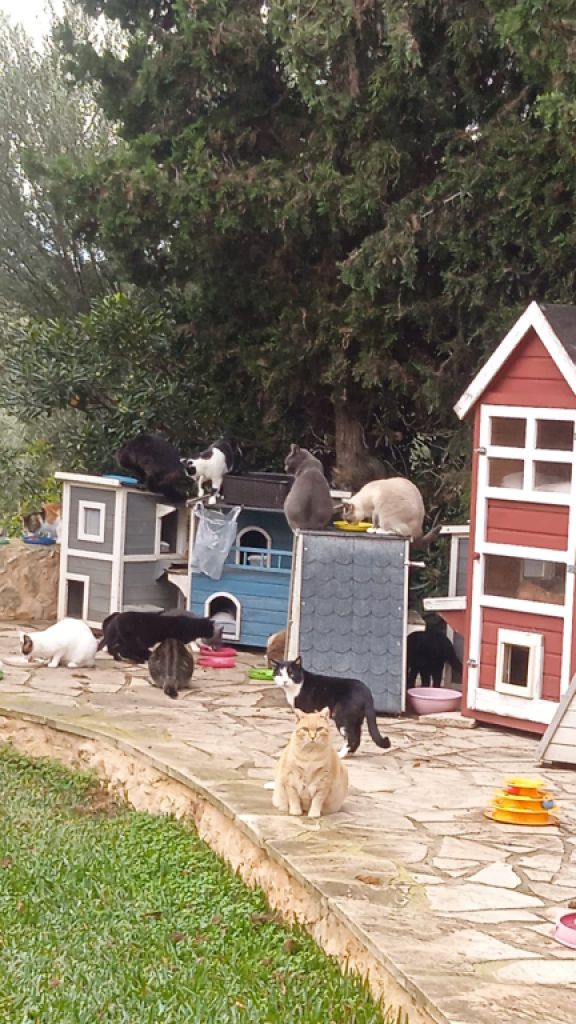 Reliable cat care wanted for 7–10 days per month in Cala Romantica