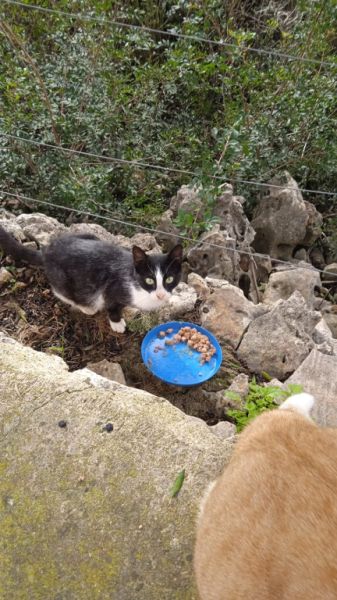 Reliable cat care wanted for 7–10 days per month in Cala Romantica