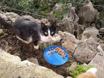 Reliable cat care wanted for 7–10 days per month in Cala Romantica