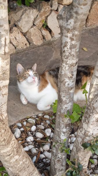 Reliable cat care wanted for 7–10 days per month in Cala Romantica