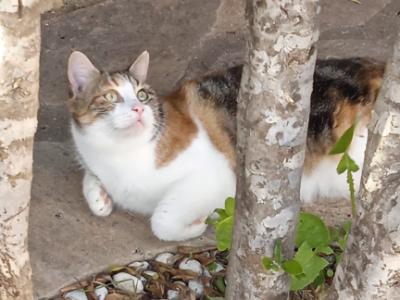 Reliable cat care wanted for 7–10 days per month in Cala Romantica