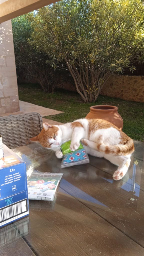 Reliable cat care wanted for 7–10 days per month in Cala Romantica