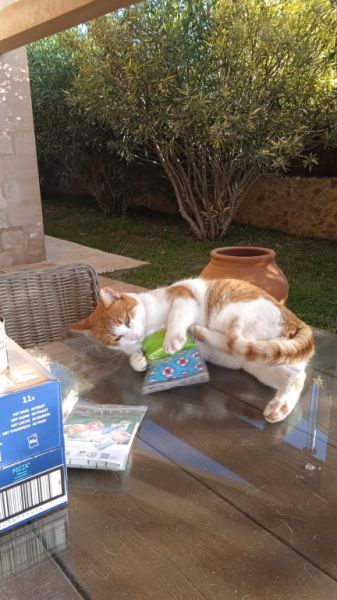 Reliable cat care wanted for 7–10 days per month in Cala Romantica