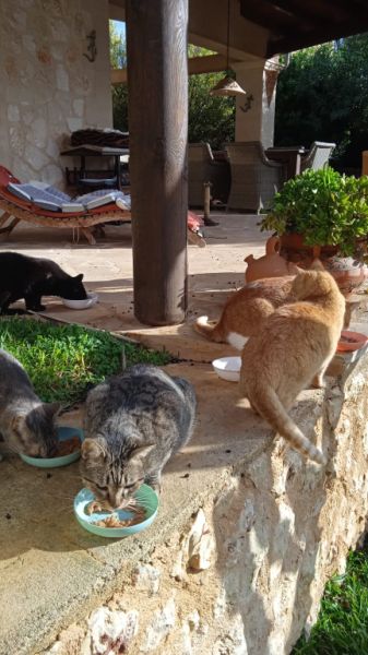 Reliable cat care wanted for 7–10 days per month in Cala Romantica