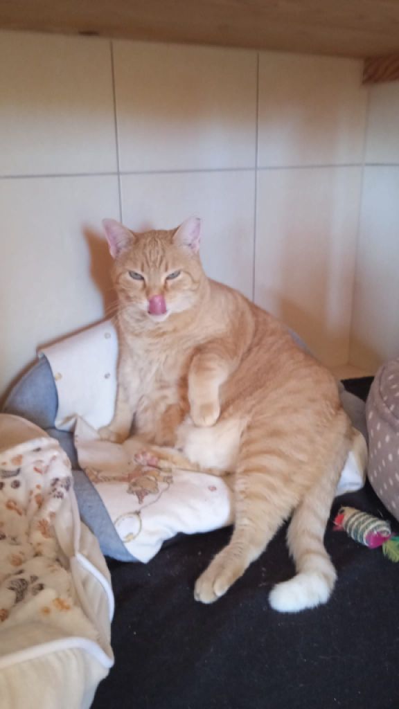 Reliable cat care wanted for 7–10 days per month in Cala Romantica