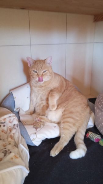 Reliable cat care wanted for 7–10 days per month in Cala Romantica