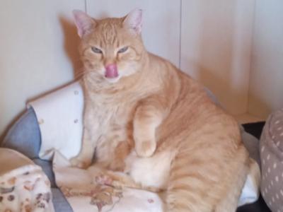 Reliable cat care wanted for 7–10 days per month in Cala Romantica