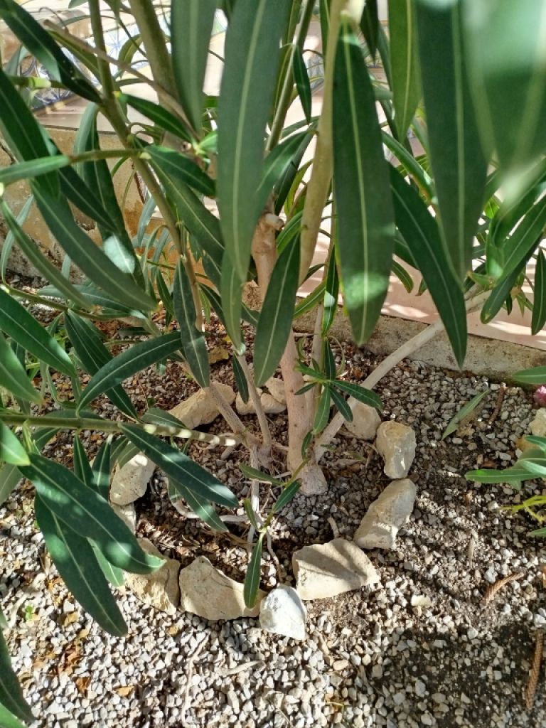 Two oleander bushes with white blossoms