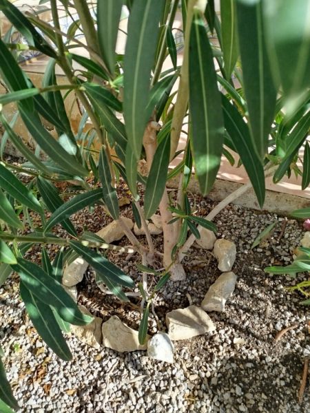 Two oleander bushes with white blossoms