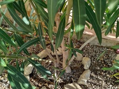 Zwei Oleander Büsche weiße Blüten