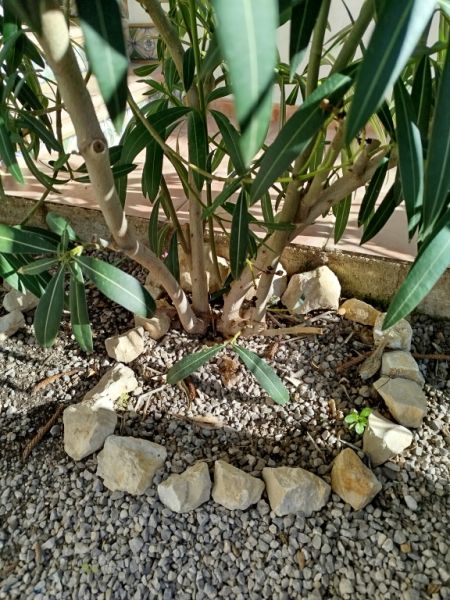 Two oleander bushes with white blossoms