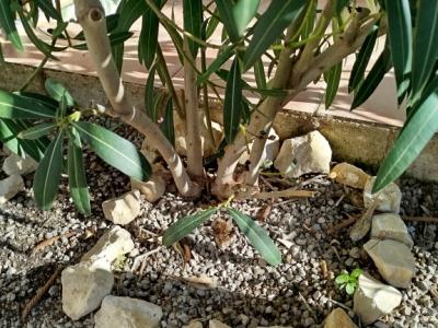 Two oleander bushes with white blossoms