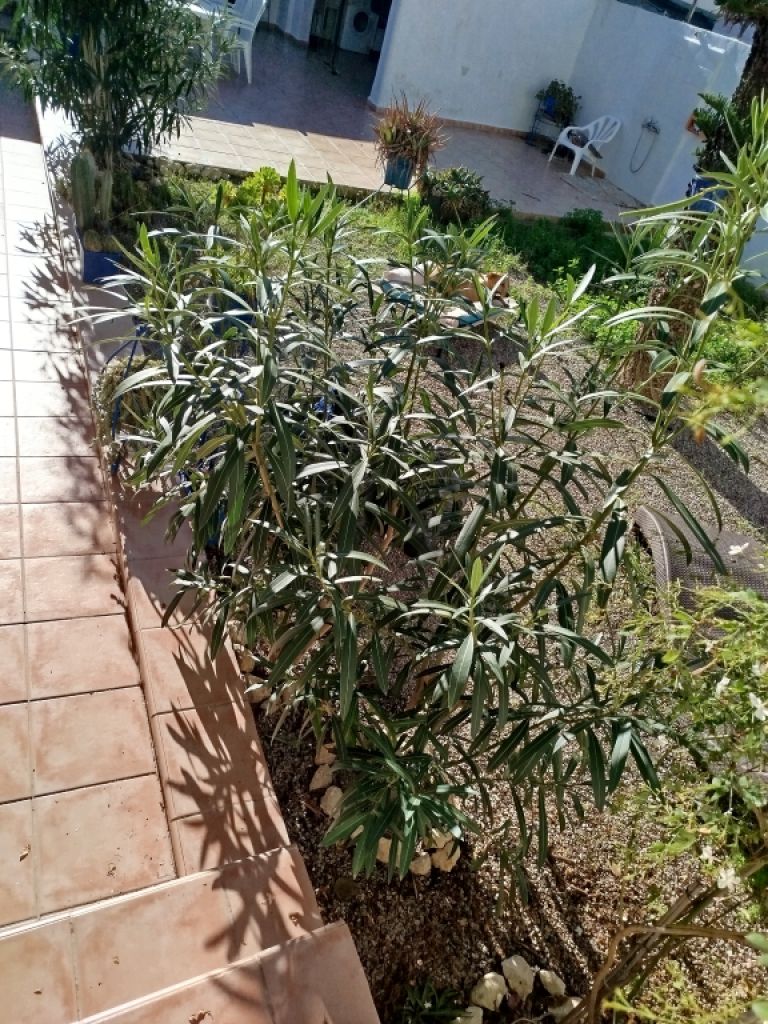 Two oleander bushes with white blossoms
