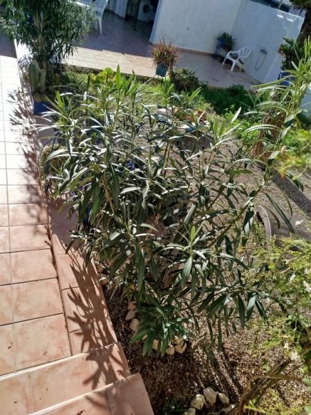 Two oleander bushes with white blossoms