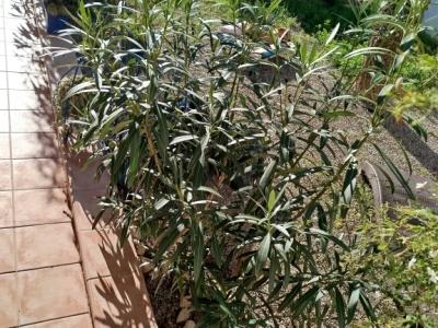 Two oleander bushes with white blossoms