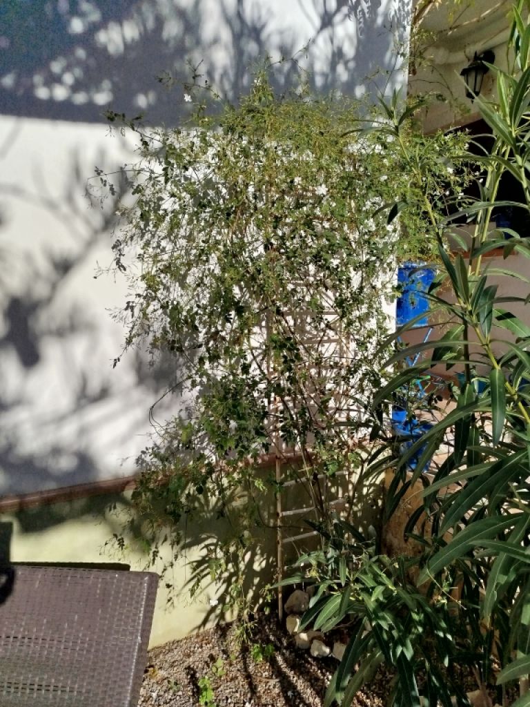 Two oleander bushes with white blossoms