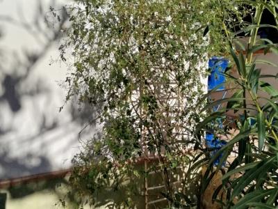 Two oleander bushes with white blossoms